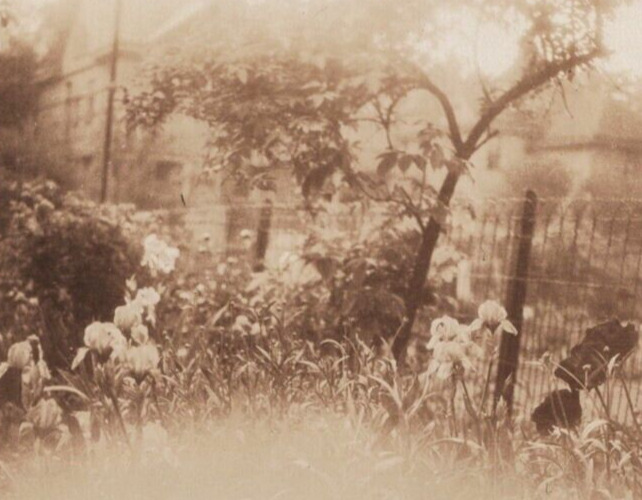 4W Photograph 1920-30\'s Picturesque Flowers Garden 