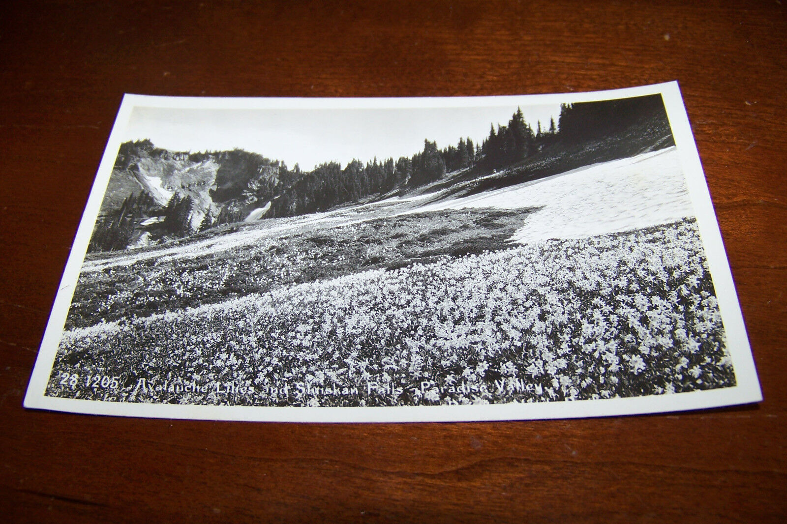 Rare Antique RPPC Real Photo Postcard DOPS 1925-1942 Rainier Washington Flowers