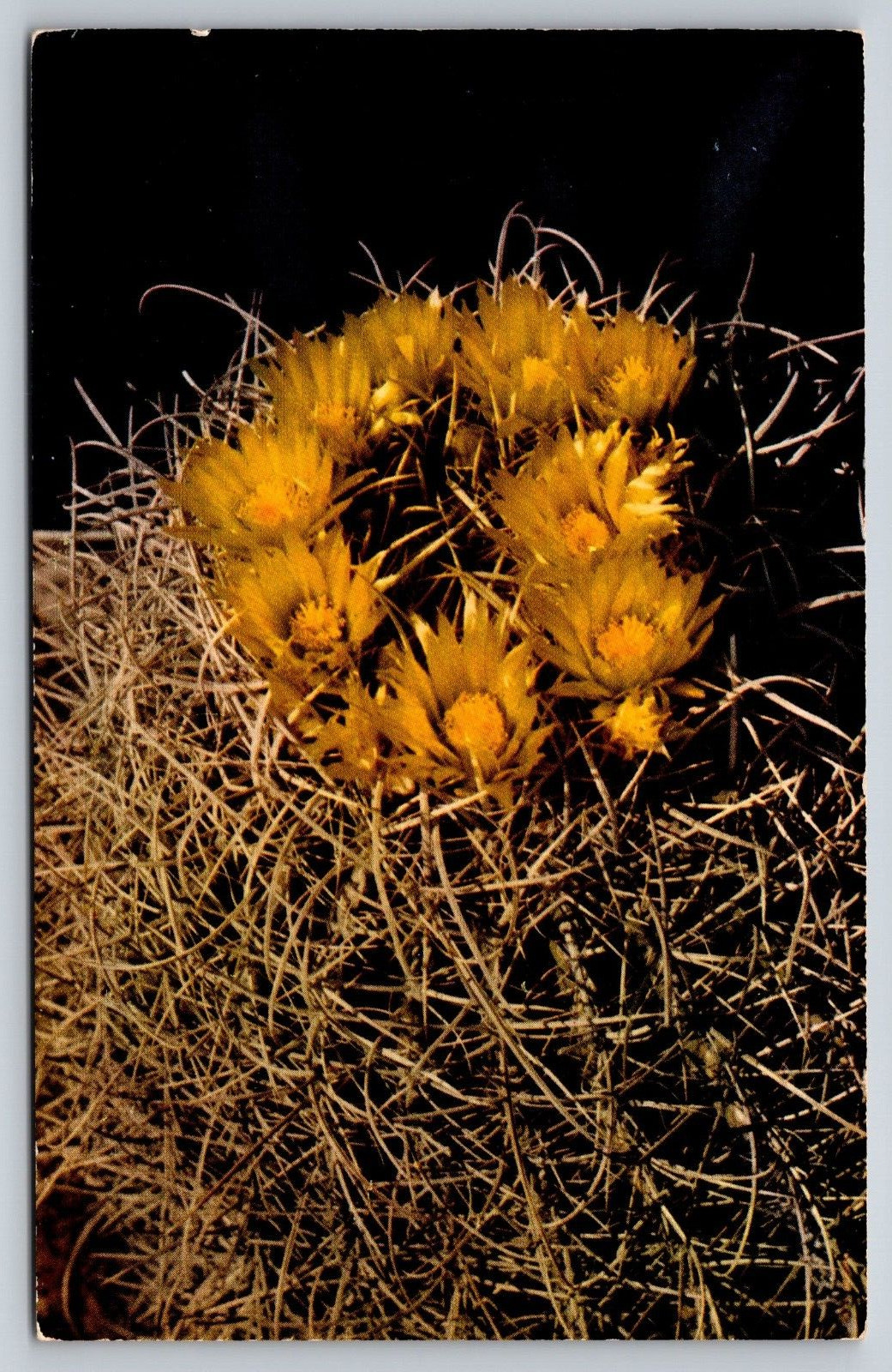 Postcard Barrel Cactus Blossoms  [en]