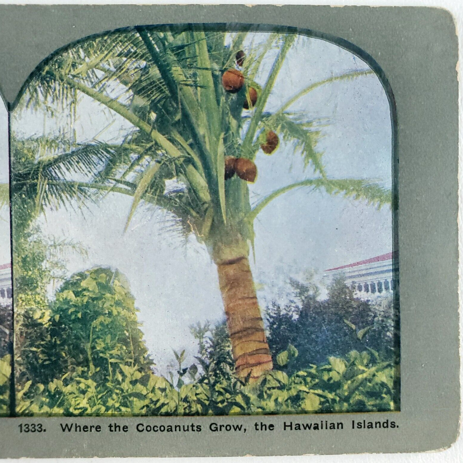 Hawaiian Coconut Palm Tree Stereoview c1905 Hawaii Tropical Plant Card Art C1206