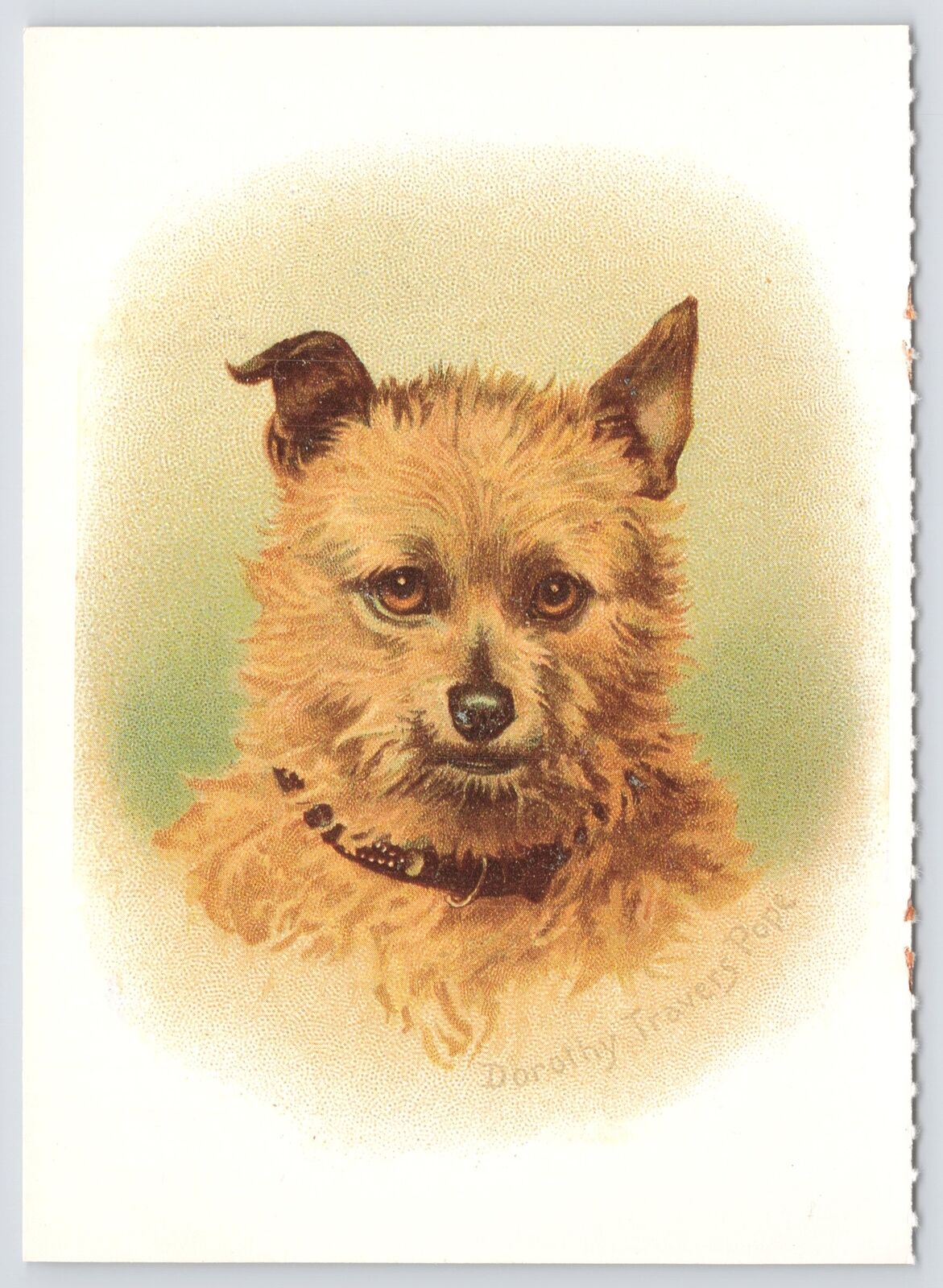 Animal~Portrait of Norwich Terrier Dorothy Travers Pope~Continental Postcard