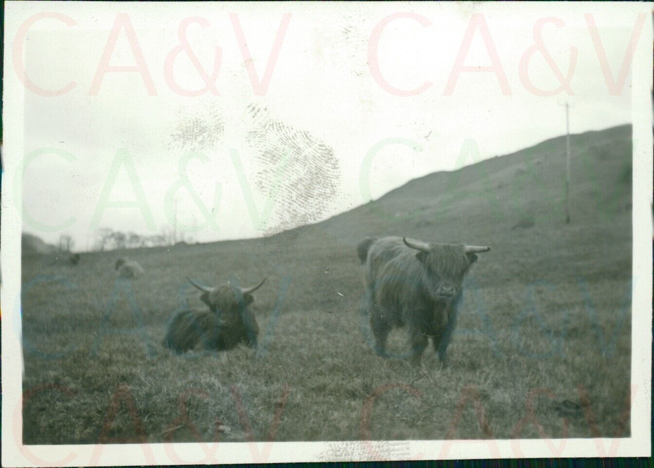 1955 Scotland Highland Cattle 3.3x2.3\
