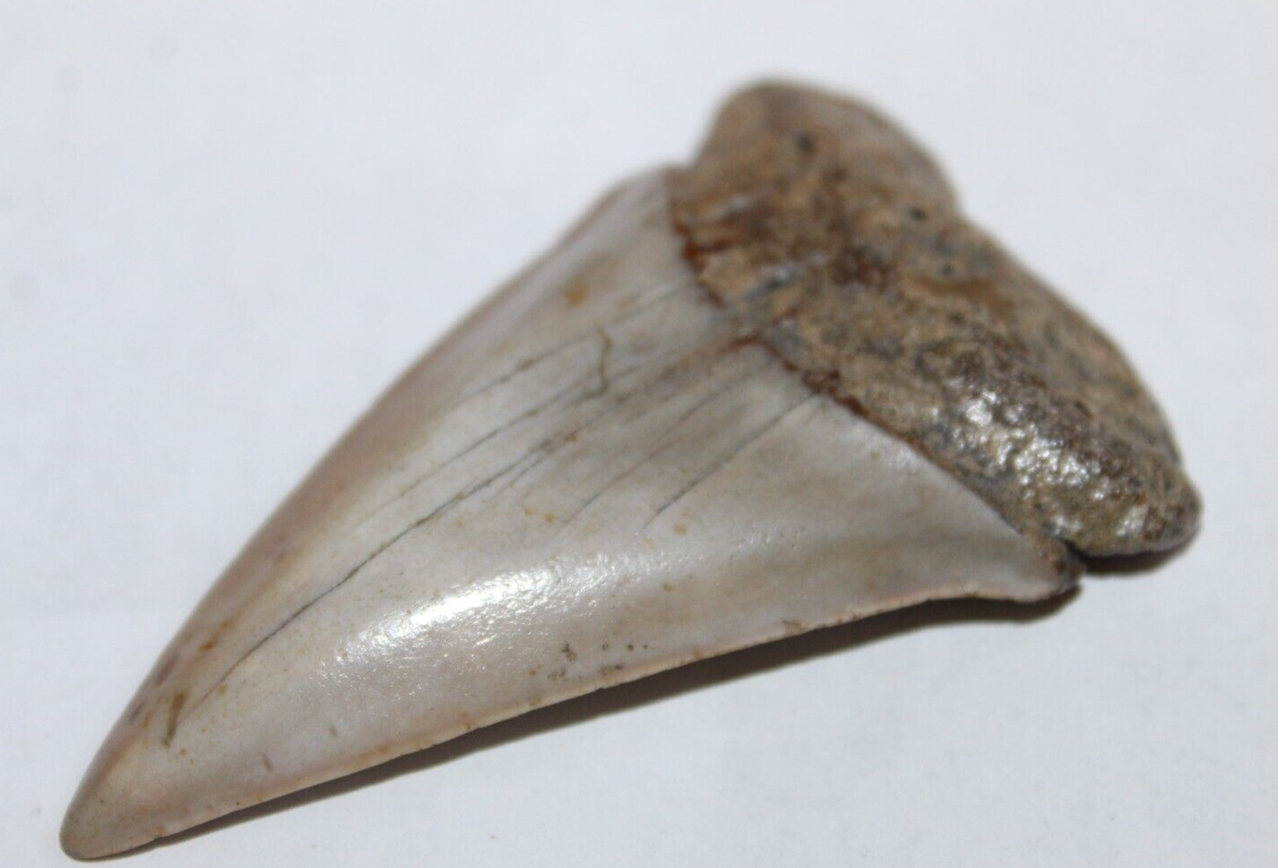 MAKO Shark Tooth Fossil No Repair Natural 2.94