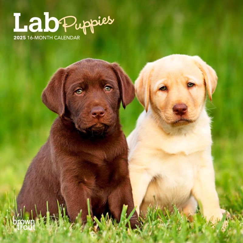 Browntrout Lab Puppies 2025 7 x 7 Mini Calendar w