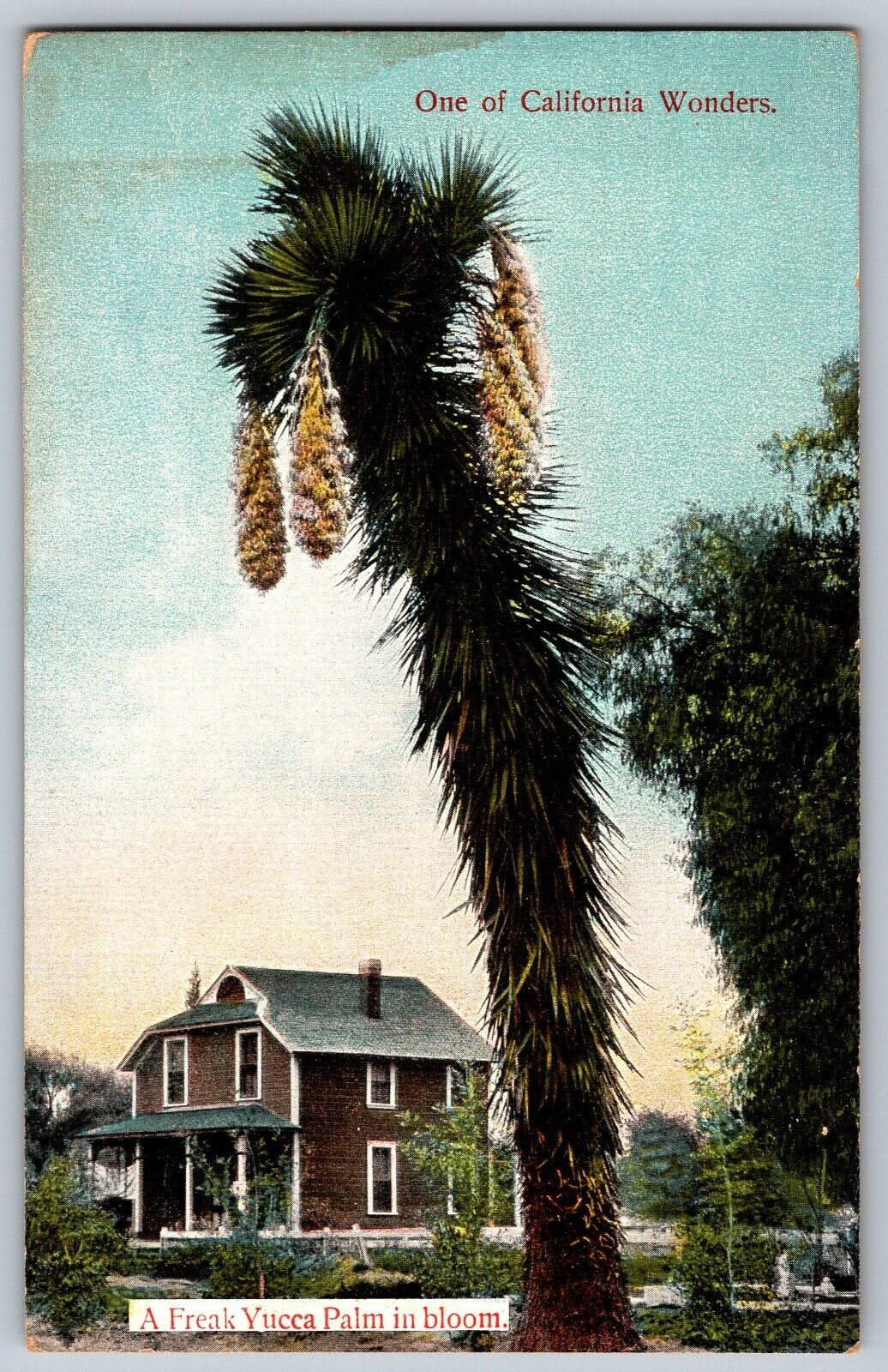 California - Yucca Palm Trees in Bloom - California Wonders - Vintage Postcard