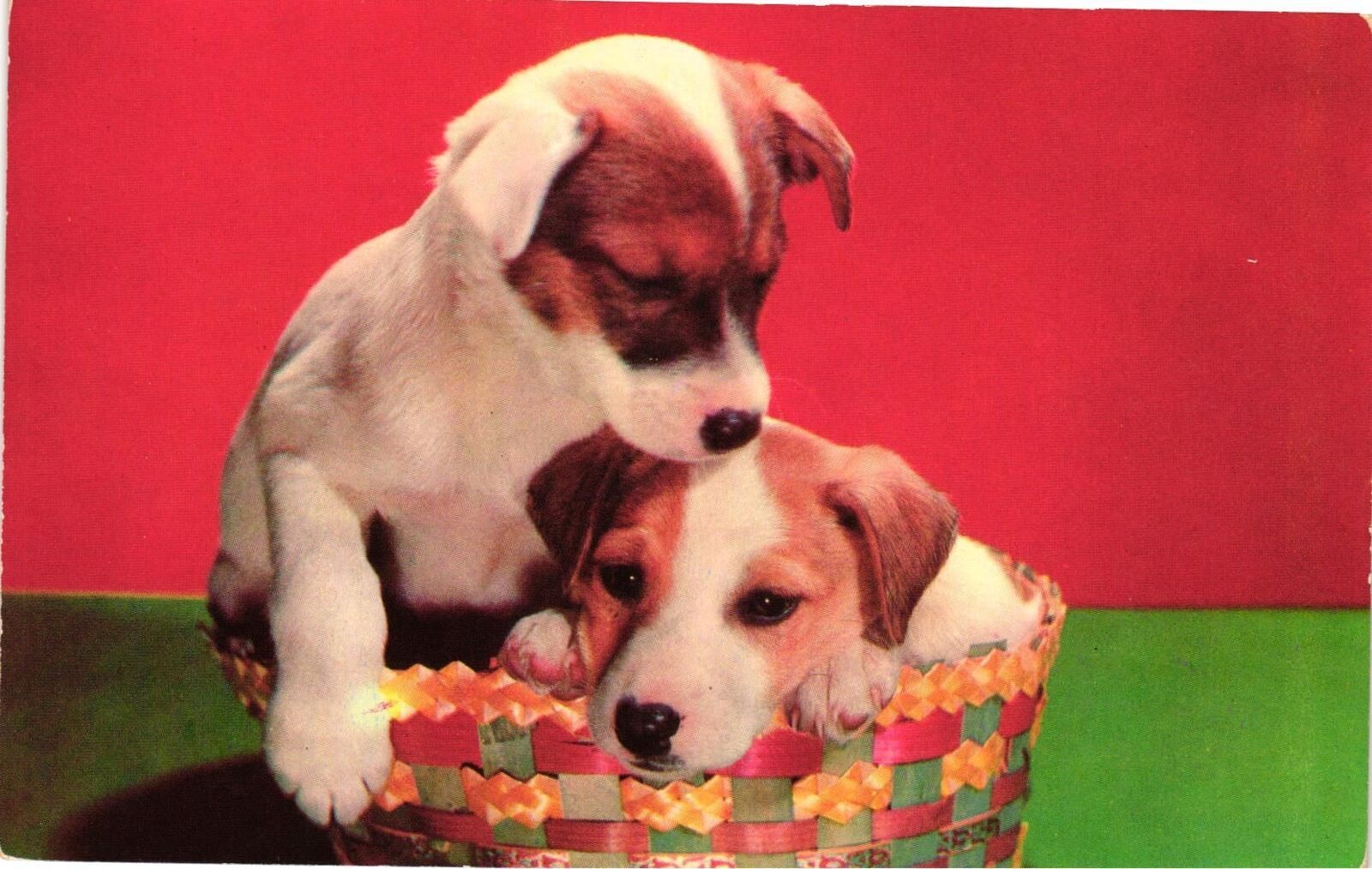VTG Postcard- K-2006. Fox Terrier Pups. Unused 1960