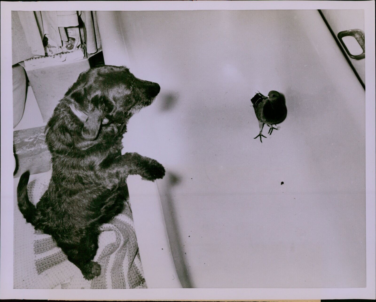 GA37 1954 Original Photo WHO NEEDS FURNITURE? Cute Dog and Pigeon Best Friends