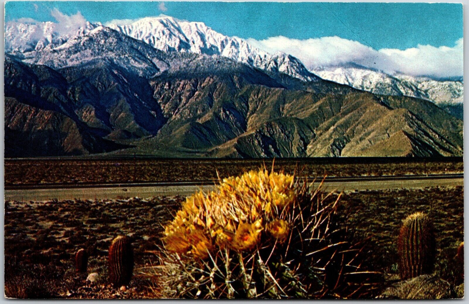 Giant Barrel Cactus in Bloom, California - Postcard