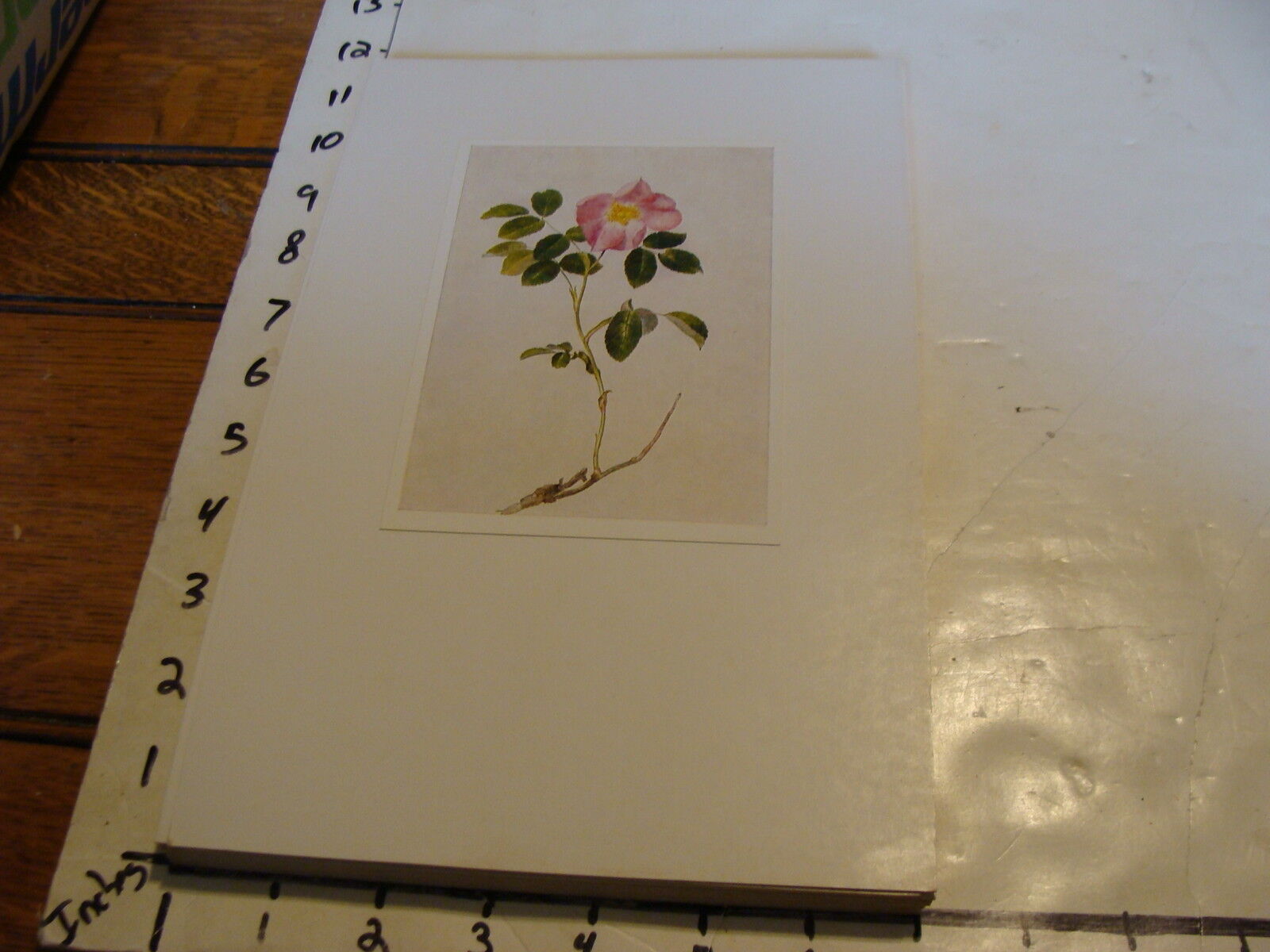 Vintage Flower Post Card mounted on board: Rosa gallica
