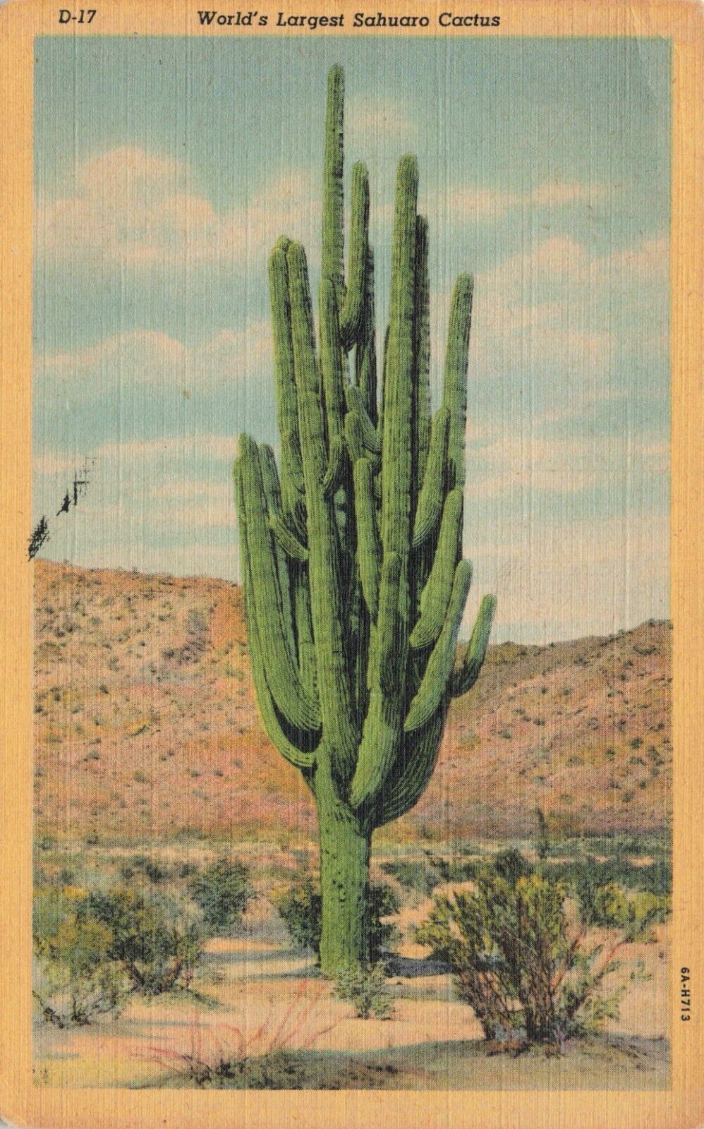 Postcard World\'s Largest Sahuaro Cactus Arizona Plant Linen 1945