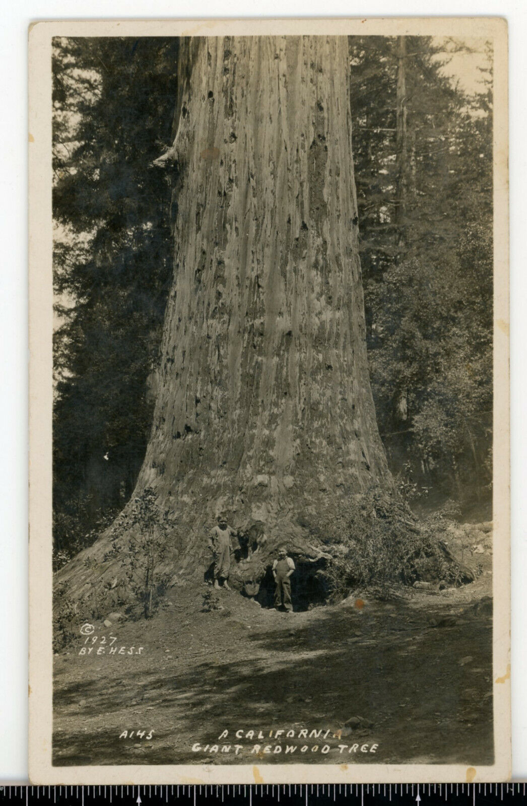 a12 Postcard RPPC 1927 E Hess Giant Redwood Tree Calif 518a