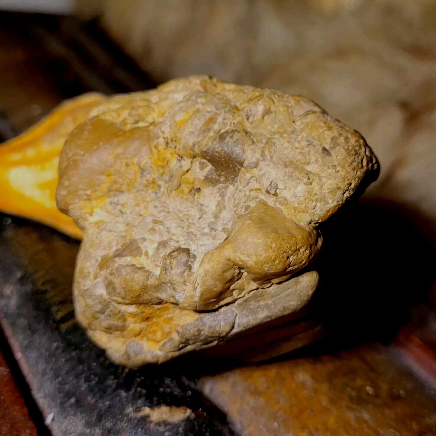 Titanis Dino Bird Skull In Stone Matrix Pliocene epoch Period 