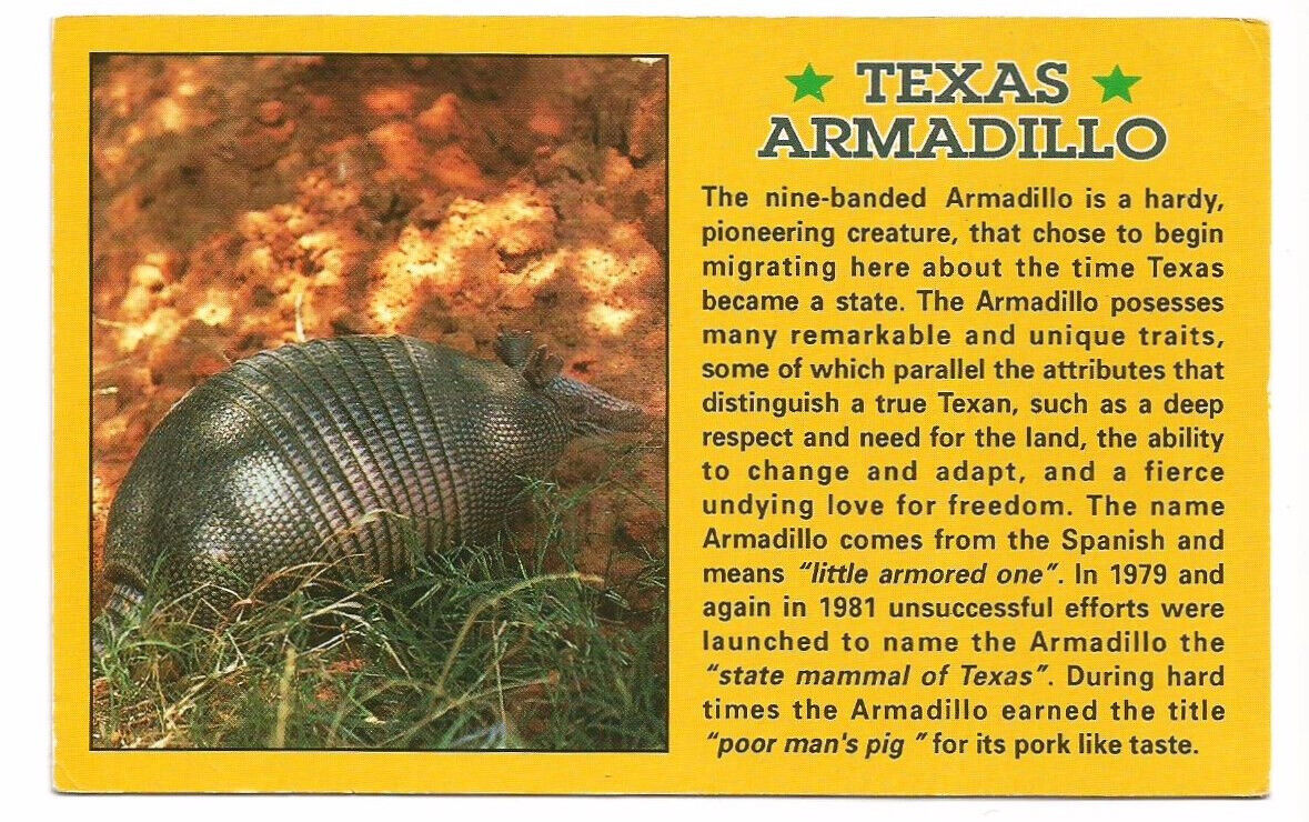 Armadillo TX Postcard Texas Information