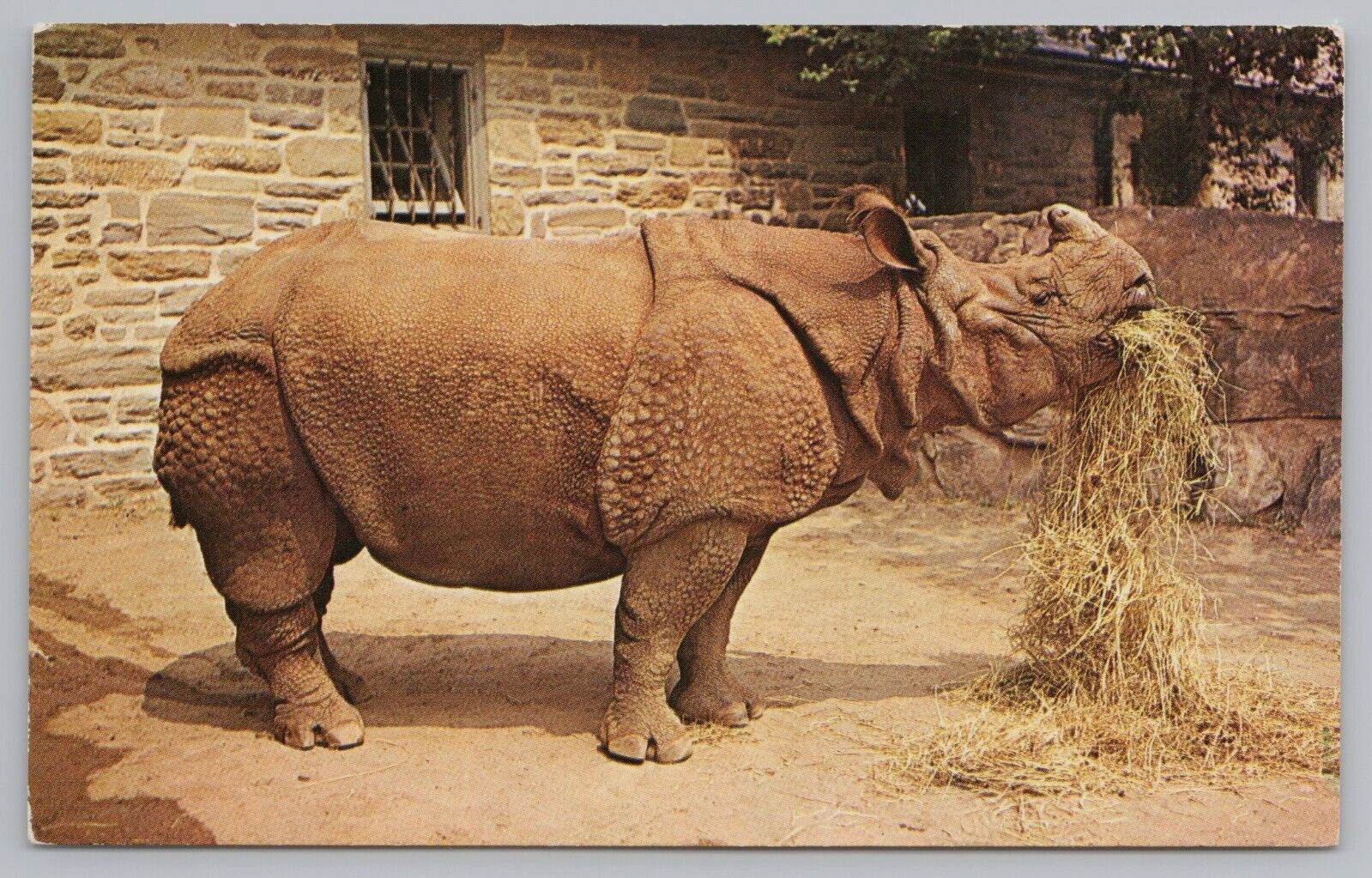 Postcard Indian Rhinoceros Philadelphia PA Zoological Garden Unposted Chrome