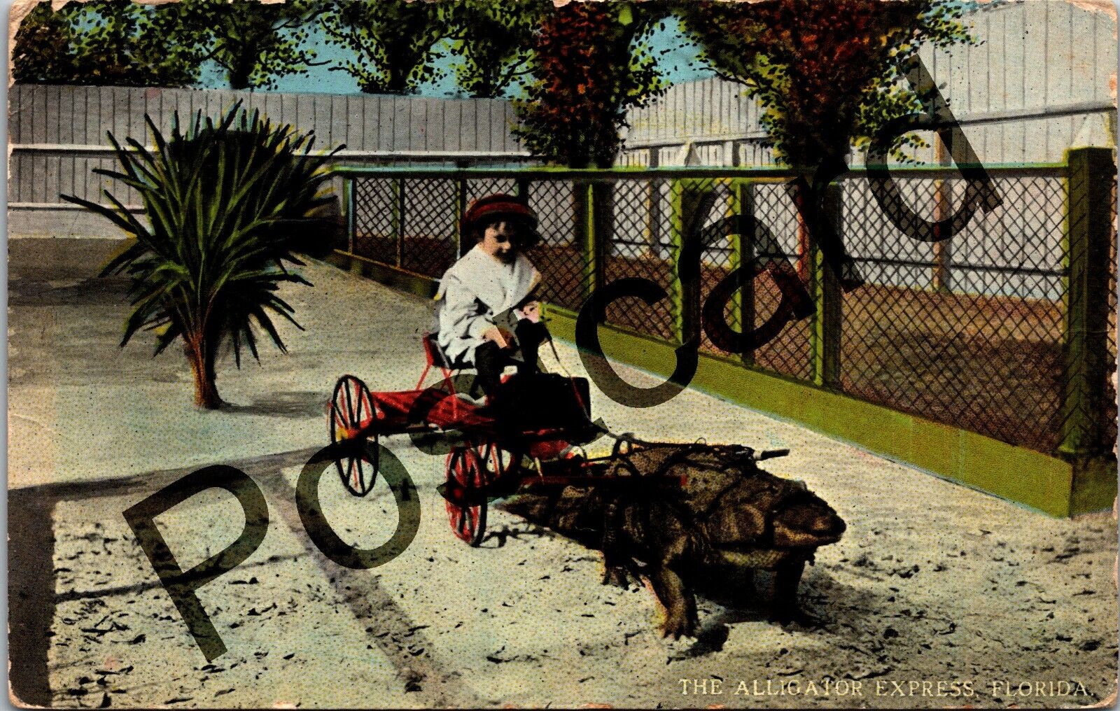 1914 THE ALLIGATOR EXPRESS, FLORIDA, girl on cart, H & WB Drew Co postcard jj117