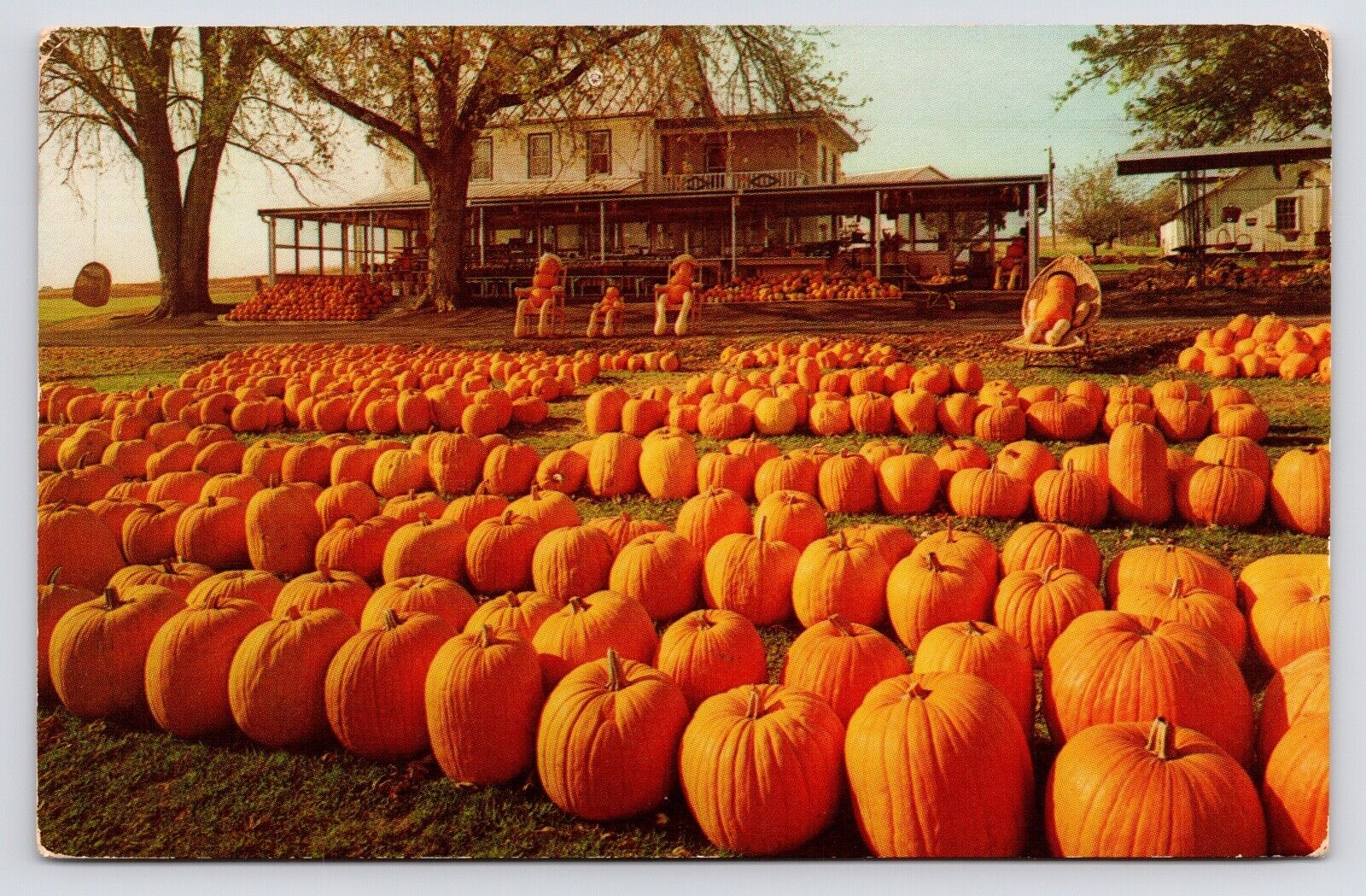 c1960s~Leroy Pfautz Dutch Farmers Market~Pumpkin Patch~Reamstown PA~VTG Postcard