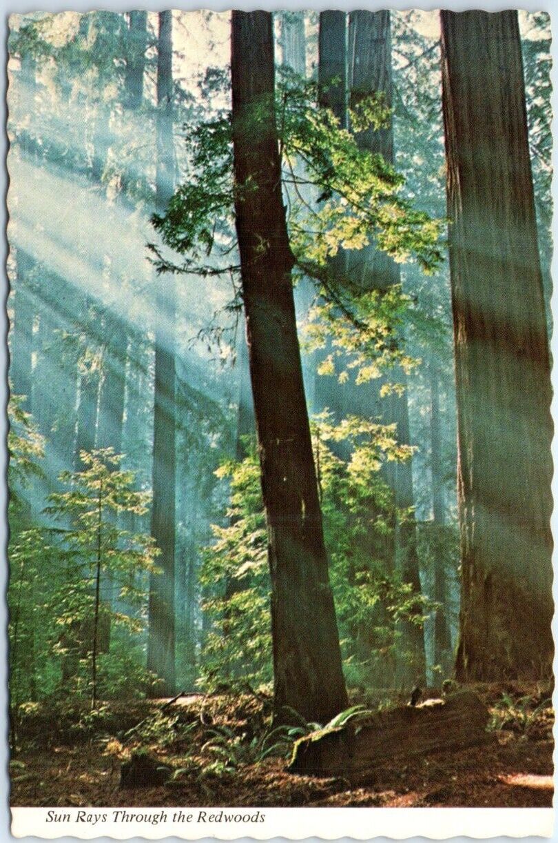 Postcard - Sun Rays Through the Redwoods