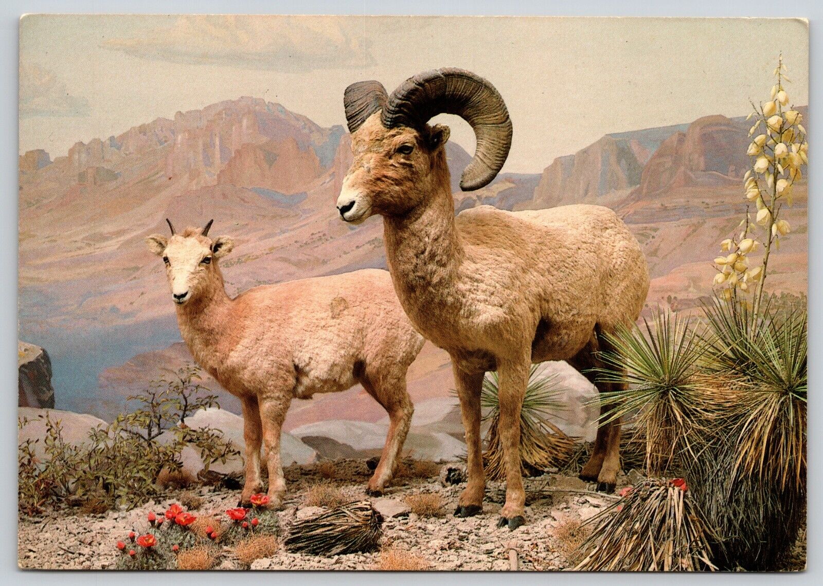 Postcard Bighorn Sheep Dallas Museum of Natural History Texas Ovis canadensis