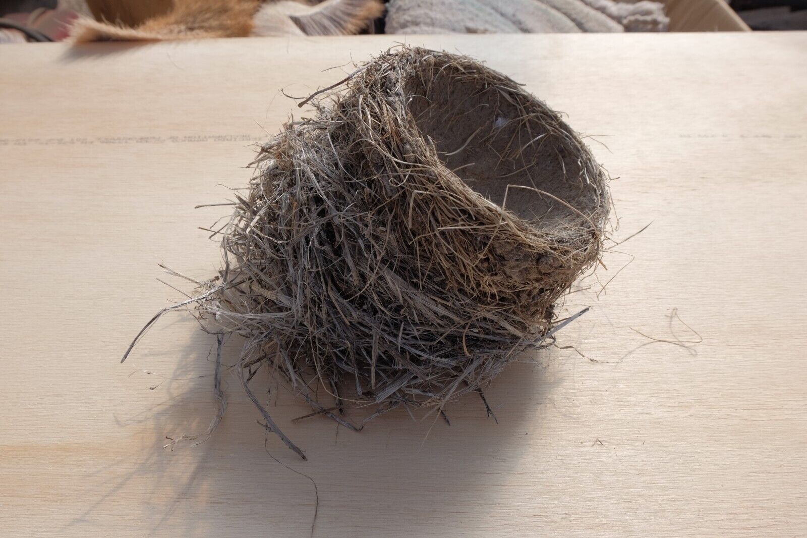 Real Abandoned Natural Bird Nest