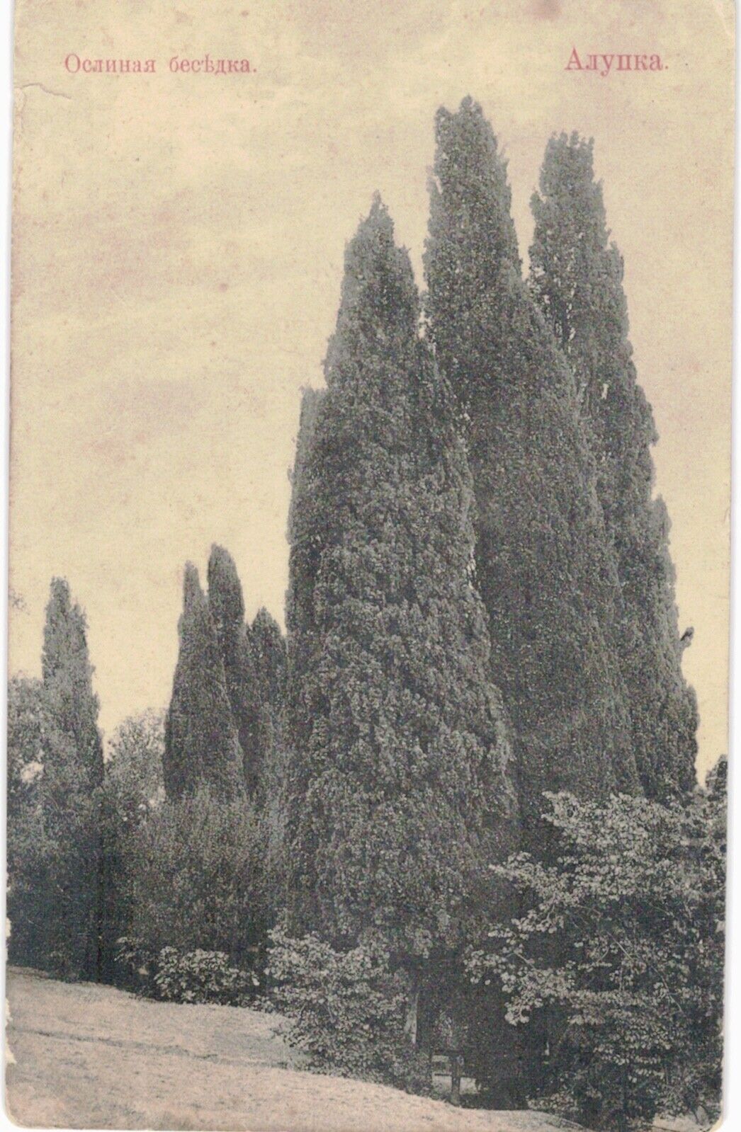 Russian Postcard Trees 1905