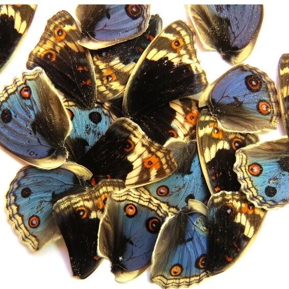 small GIFT 20 pcs REAL BUTTERFLY wing material  DIY artwork jewelry  #39