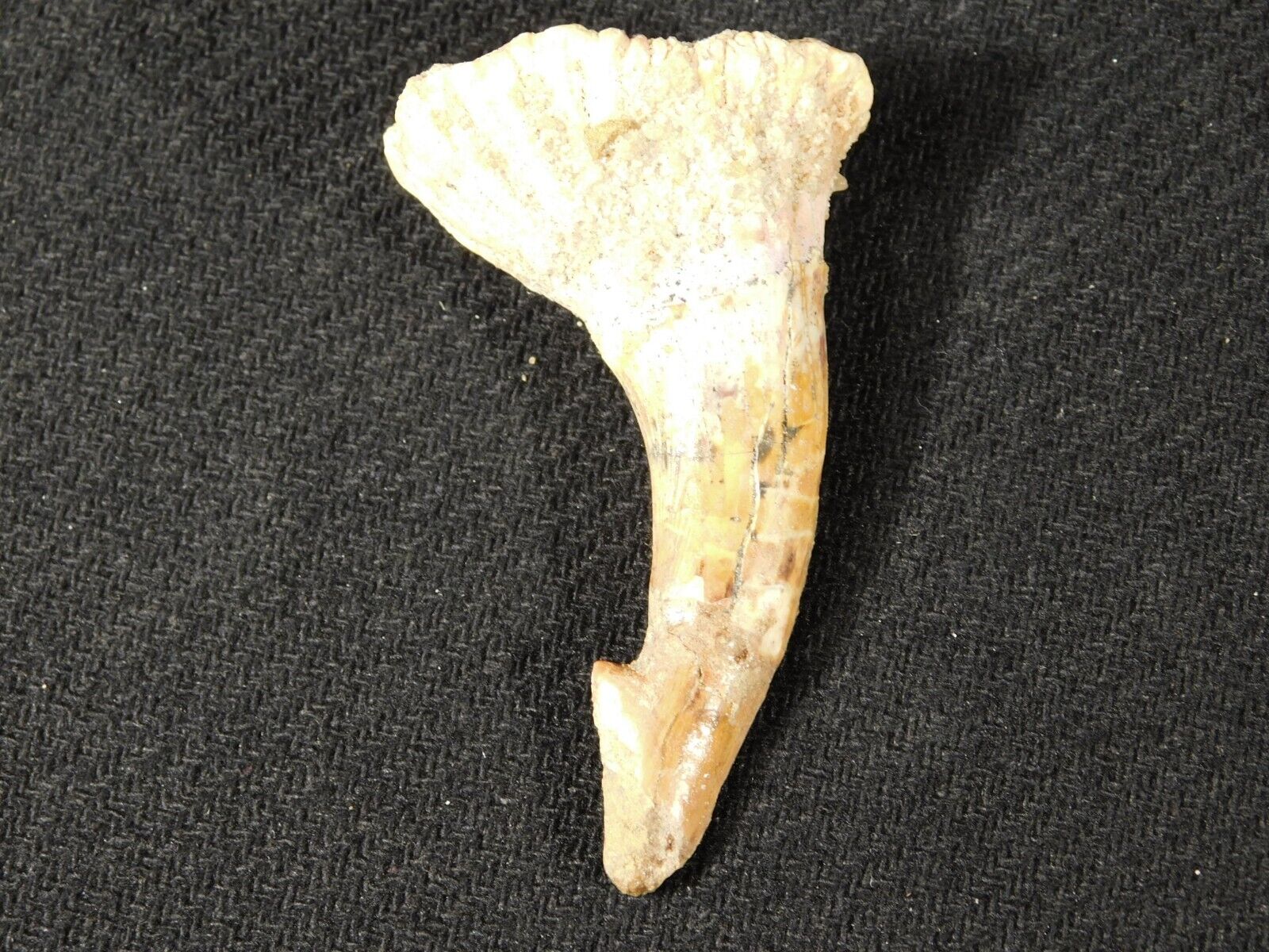 Big 120 Million YEAR Old Dinosaur Era SAWFISH Tooth Fossil Morocco 16.5gr