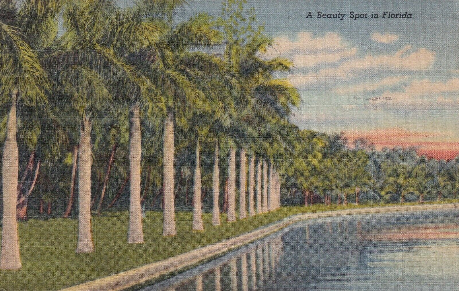 VINTAGE 1946 Postcard A Beauty Spot in Florida USA North America PALM TREES