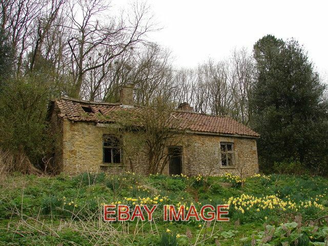 PHOTO  NORMANBY LE WOLD COTTAGE IN THE WOODS THE GARDEN STILL HAS ITS DAFFODILS