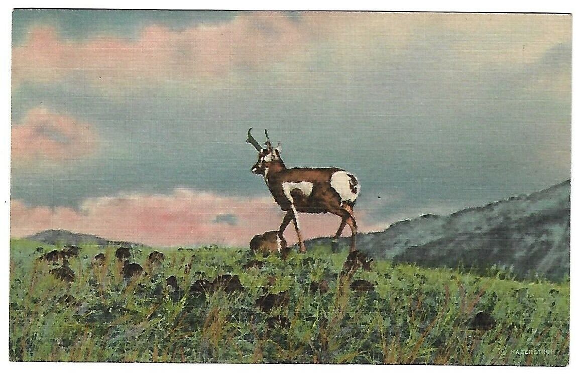 VTG Postcard - An Antelope - Swiftest Creature of the Plains
