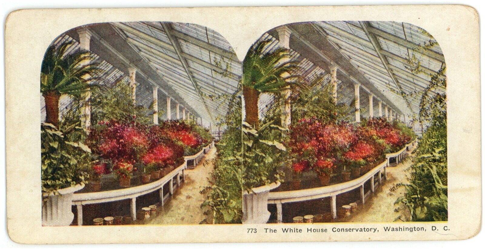 c1900's Colorized Stereoview The White House Conservatory in Washington DC
