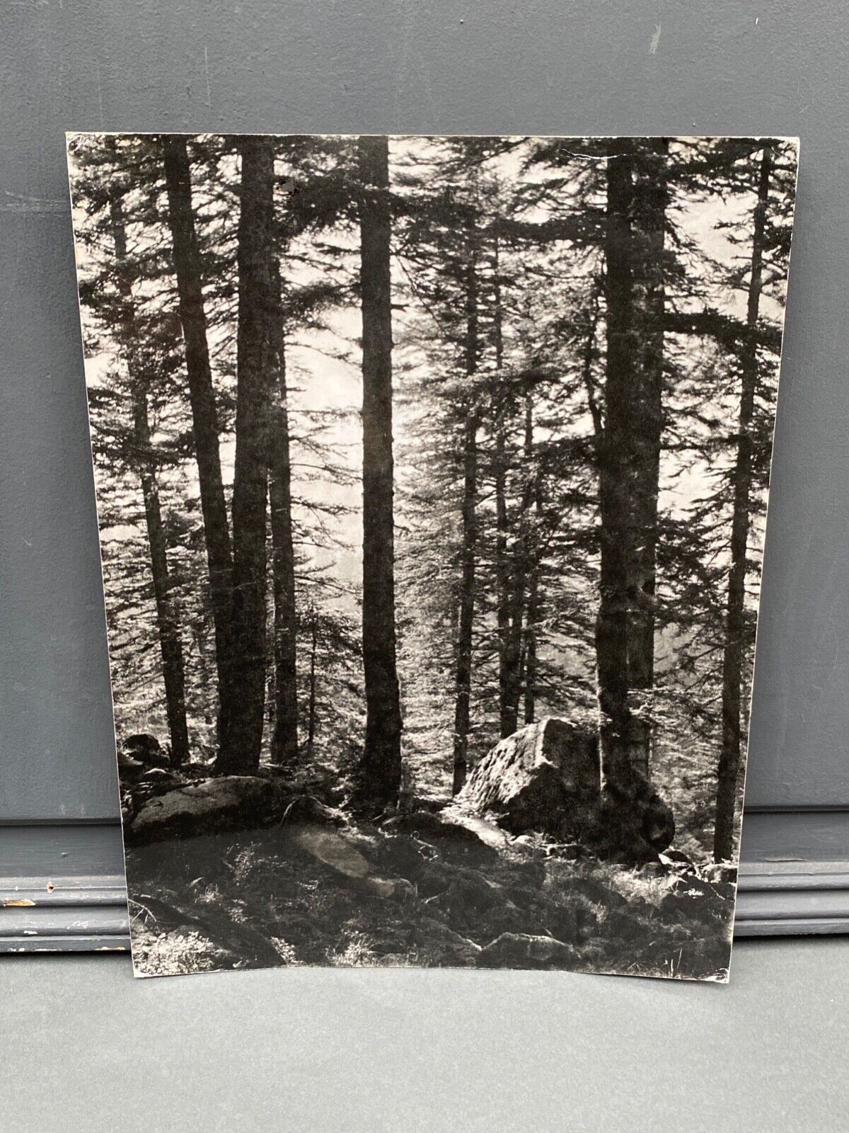 Bernard Darot AFIAP Soleil Forest Vosges Film Photograph M1489