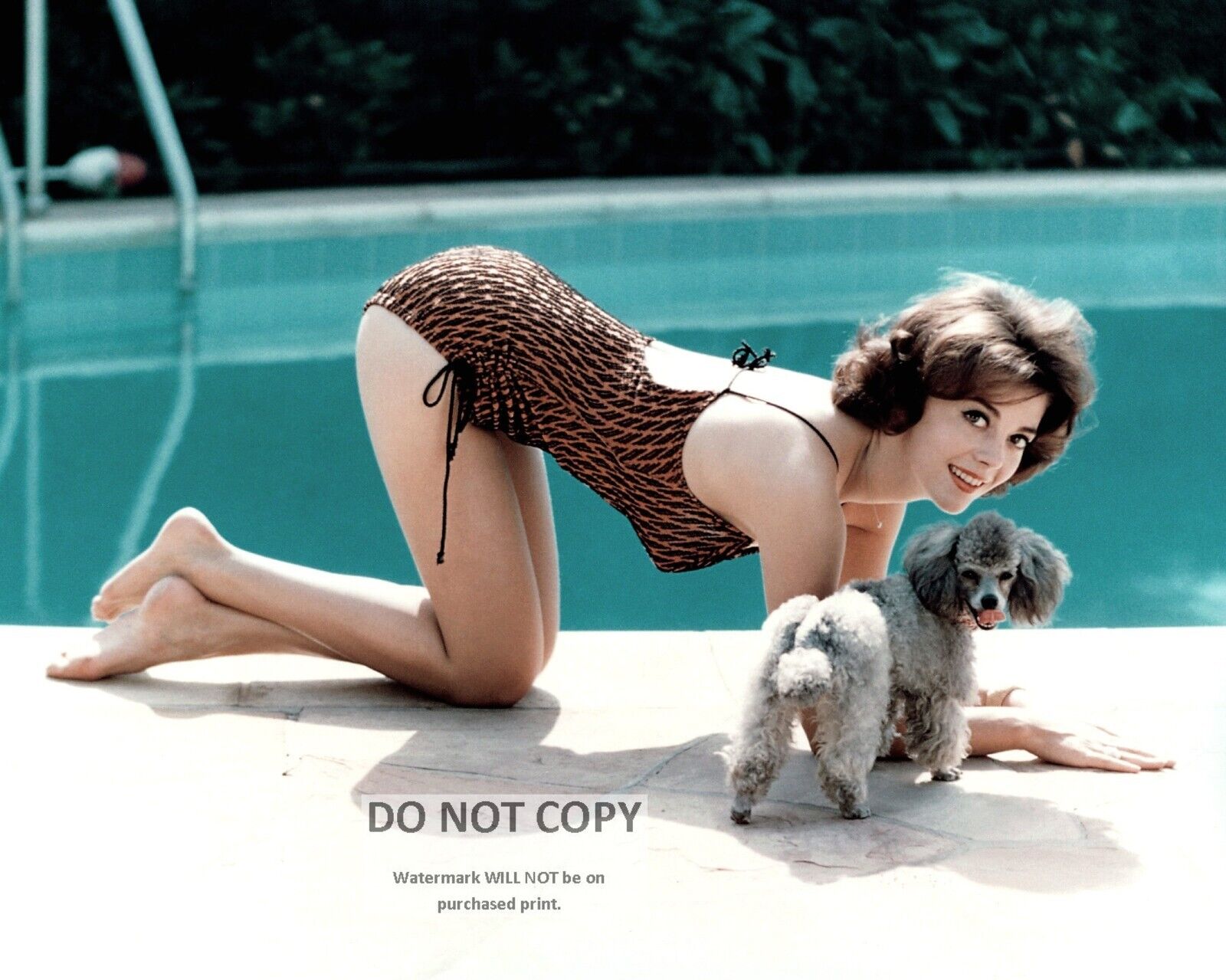 ACTRESS NATALIE WOOD PIN UP WITH K-9 FRIEND DOG - 8X10 PUBLICITY PHOTO (ZZ-955)