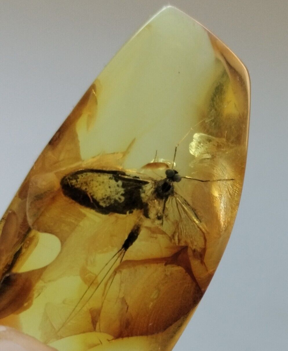 Baltic natural amber, fossil insect. Weight 5 grams.