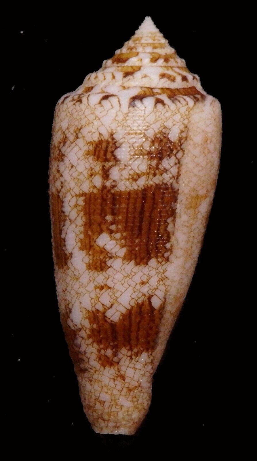 edspal shells - Conus  tagaroae   65.8mm  F+++ awesome big size shell gastropods