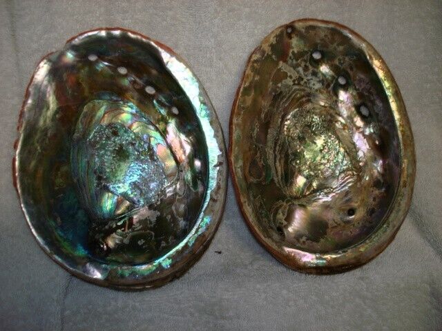2 Large Vintage CA Red Abalone 8\
