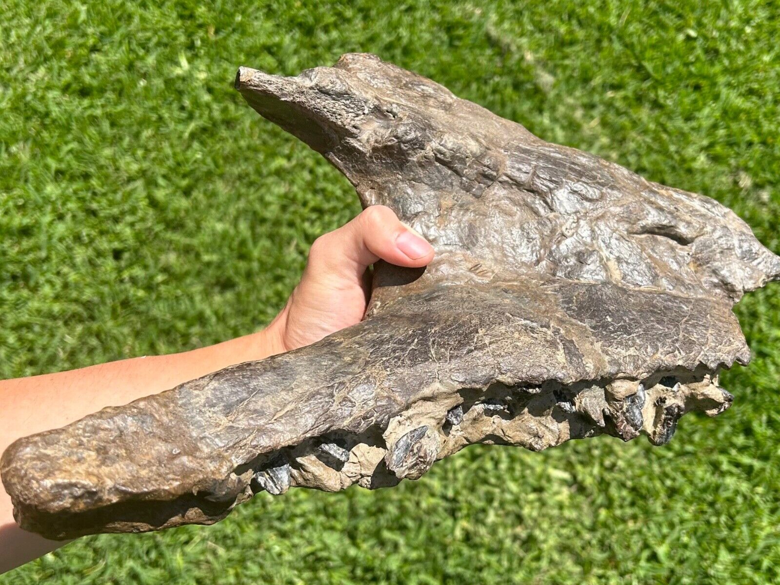 RARE Einiosaurus Dinosaur Jaw Fossil with Many Teeth Two Medicine Fm Montana
