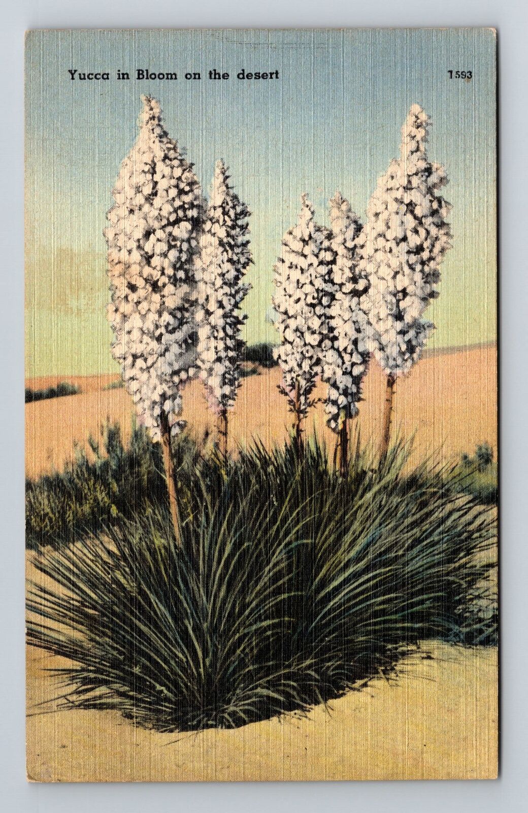 CA-California, Yucca in Bloom on the Desert, Vintage Postcard