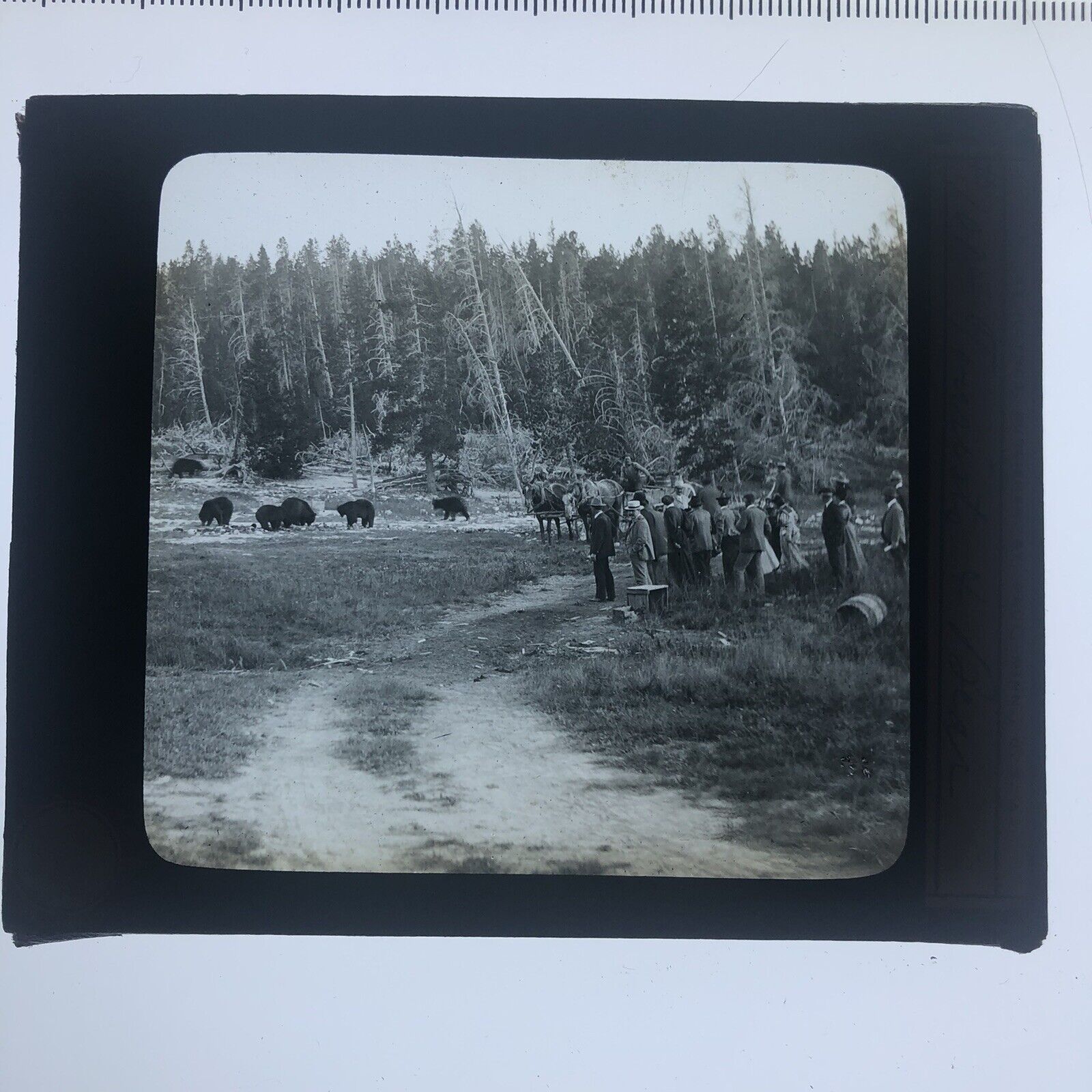 Antique Glass Slide Tourists And Bear Some Mid West Clearing