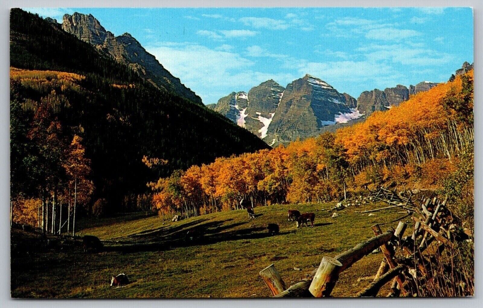 Maroon Bells Aspen Cattle Colorado Rockies Animals Cows Mountains VNG Postcard