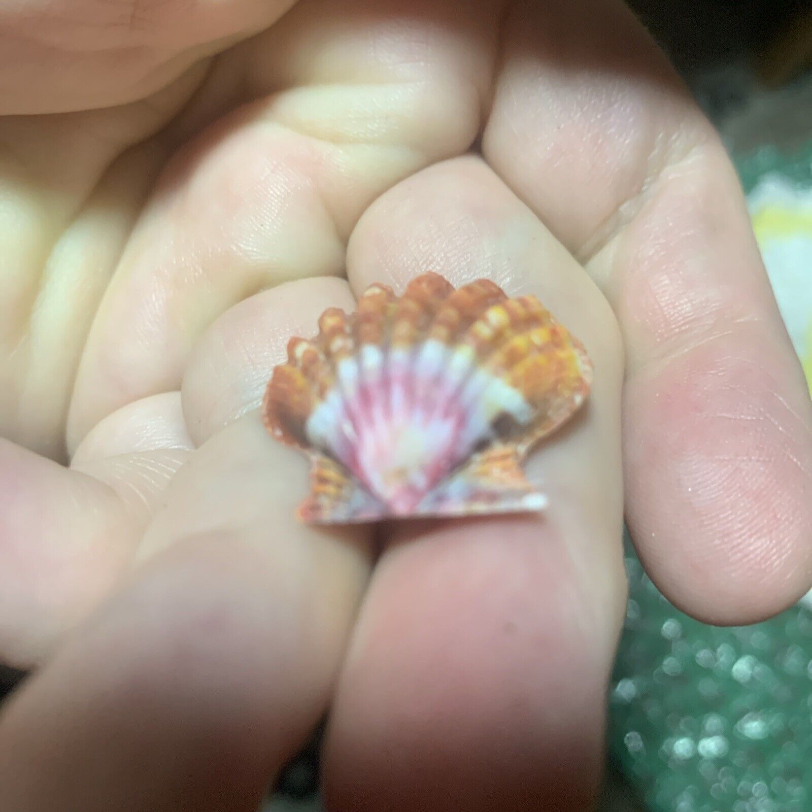 hawaiian sunrise shell 29.2mm