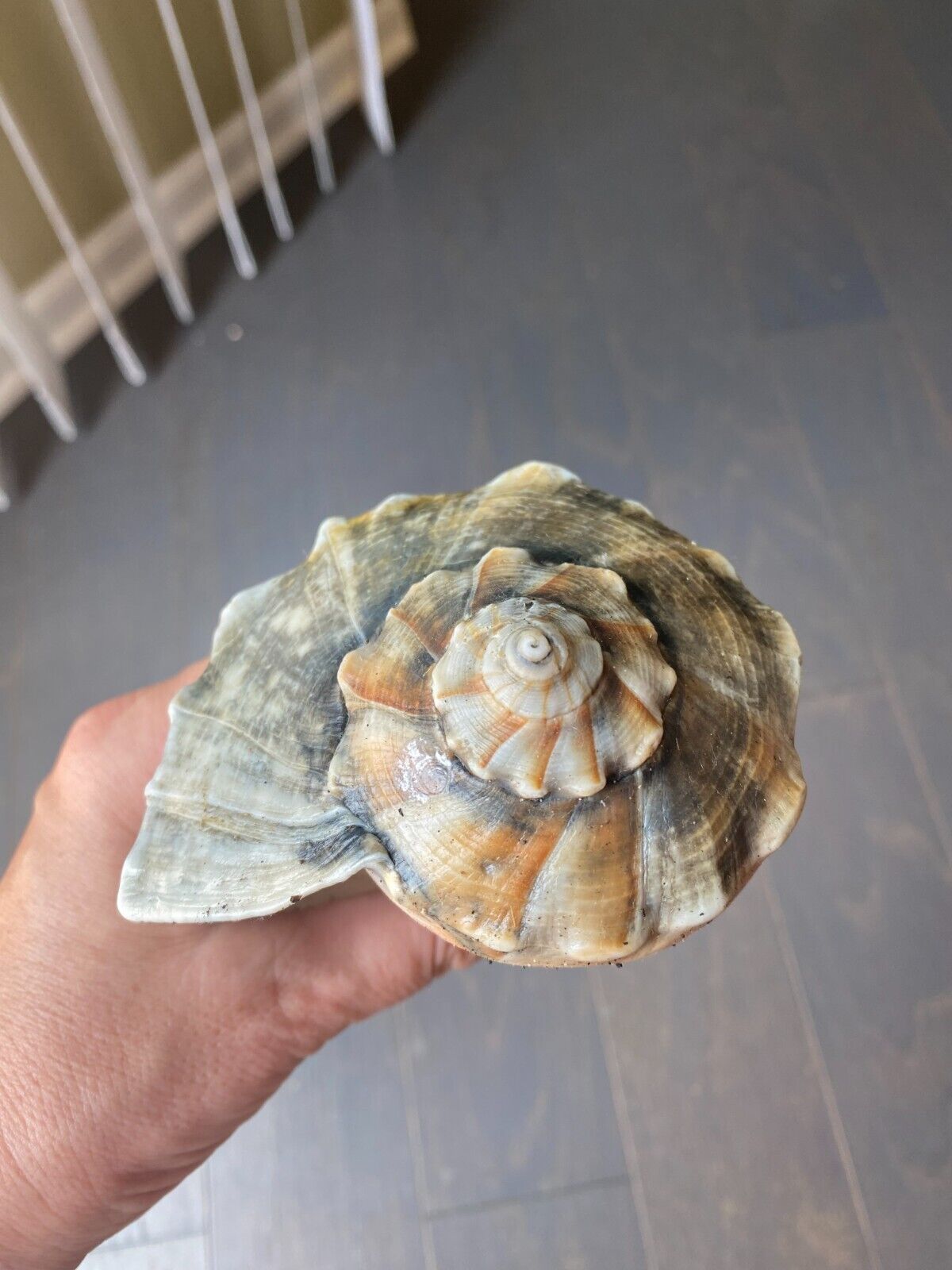 Natural 6.5 inch Lightning Whelk Conch Seashell - Nautical Decor Vintage #10