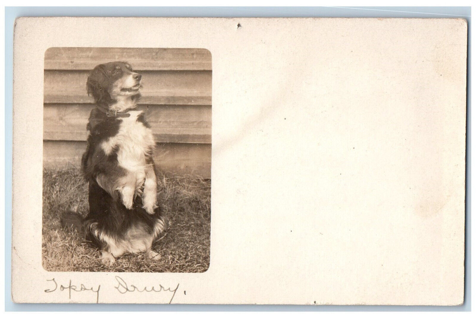 Postcard Scene of Collie Dog Standing Trick c1910 Posted Velox RPPC Photo