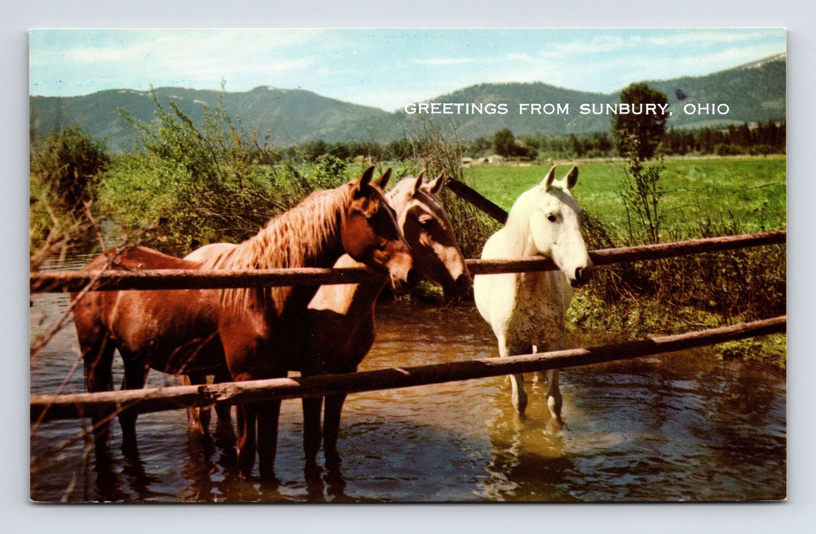 Horses at the Waterhole Farm Sunbury Ohio OH Chrome Postcard
