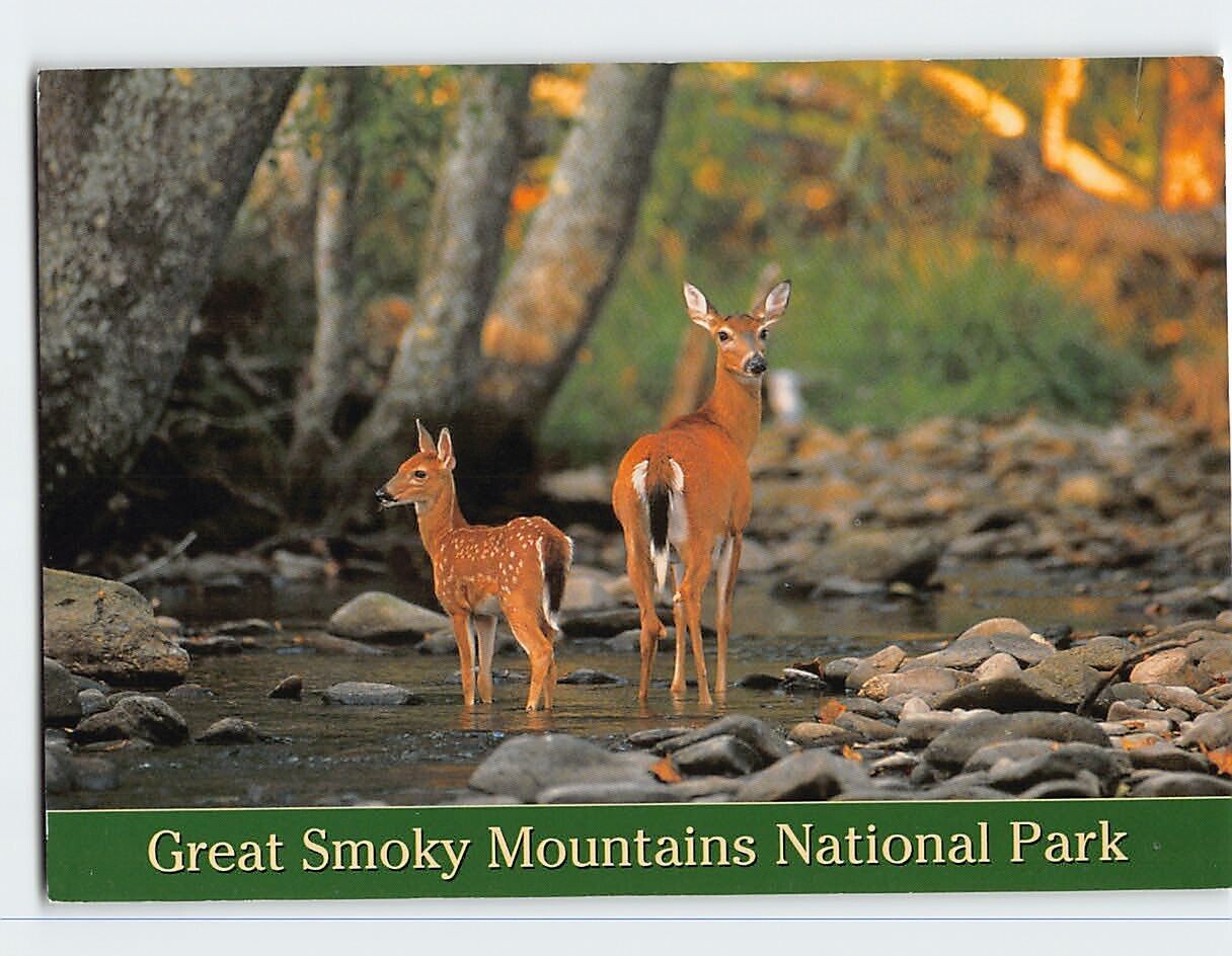 Postcard White-Tailed Deer Fawns Great Smoky Mountains National Park Tennessee