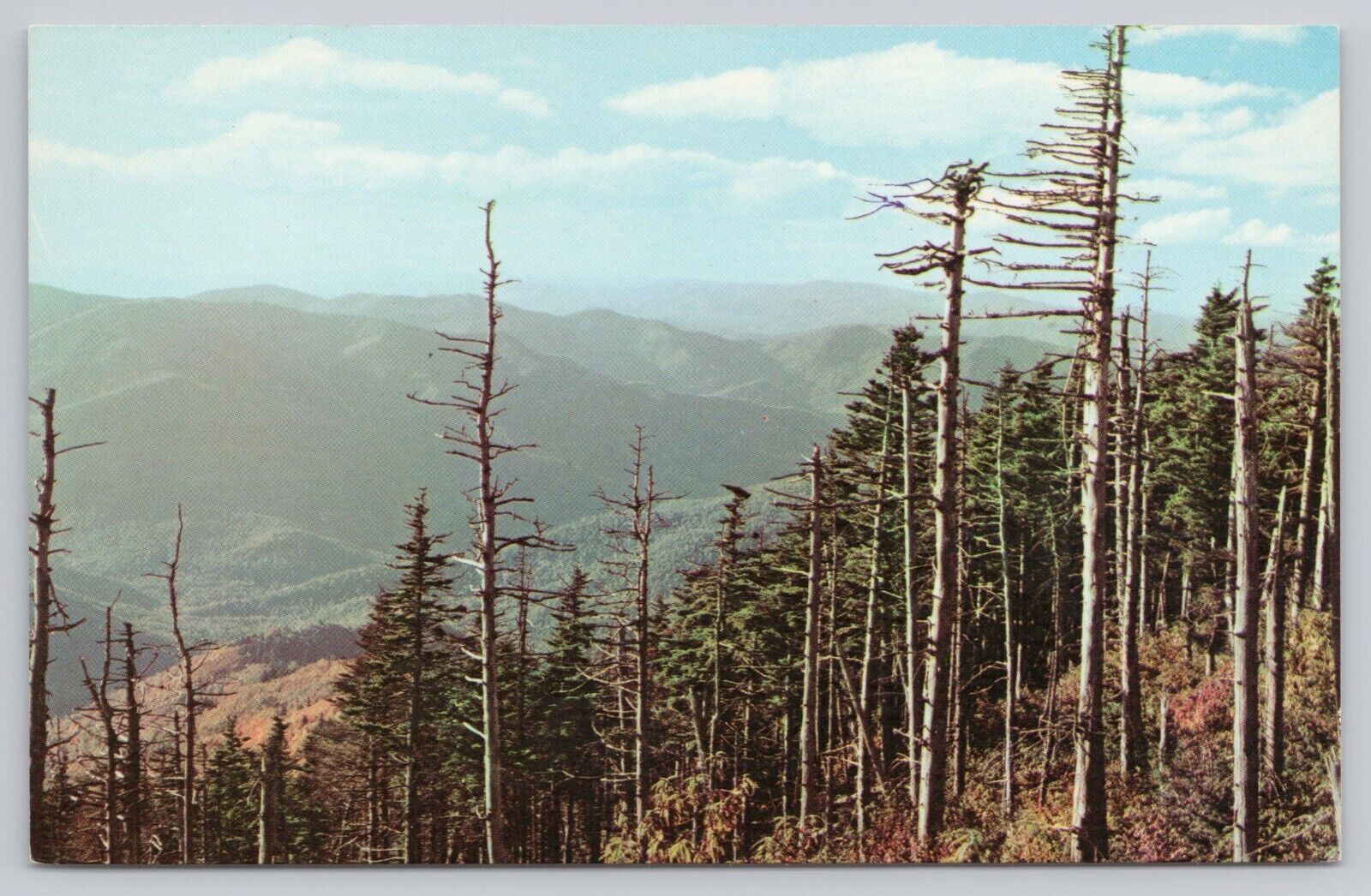 Mount Mitchell North Carolina, Blue Ridge Mountains, Vintage Postcard