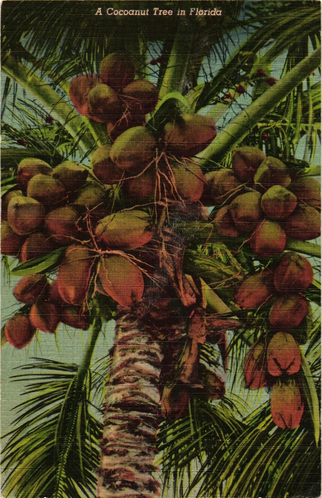 FLORIDA Coconut Tree Agriculture Vintage Postcard