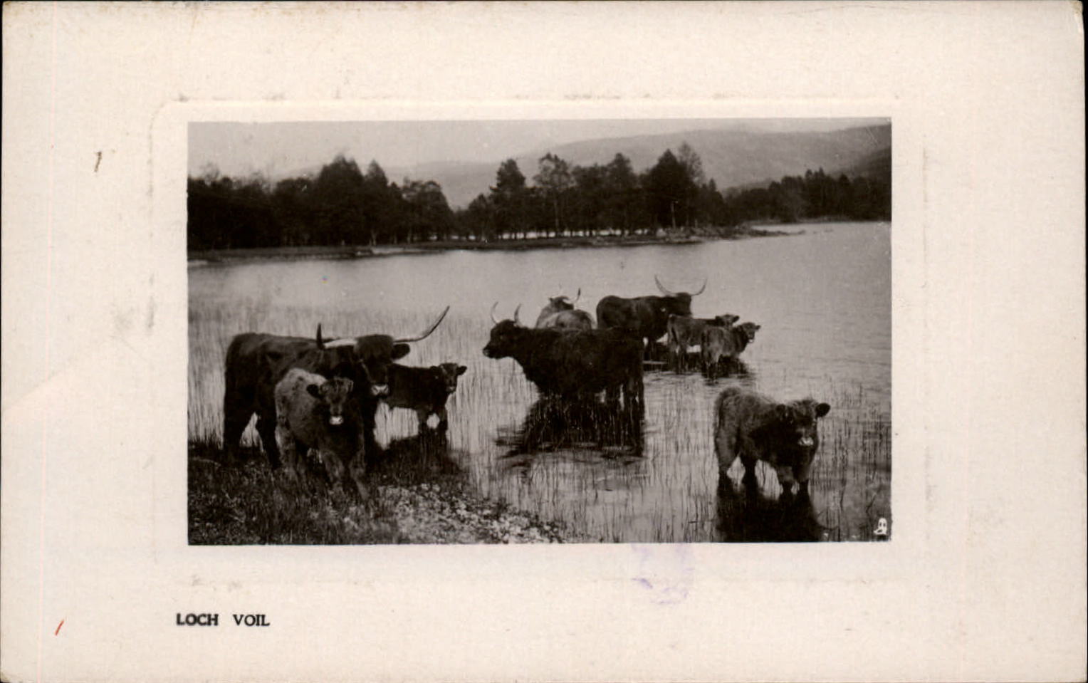 RPPC Loch Voil Scotland United Kingdom cattle 1907 real photo postcard