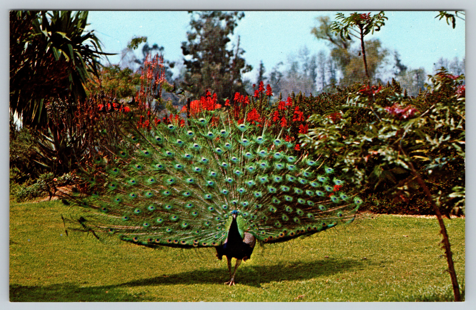 c1960s Los Angeles Arboretum Arcadia California Peacock Vintage Postcard