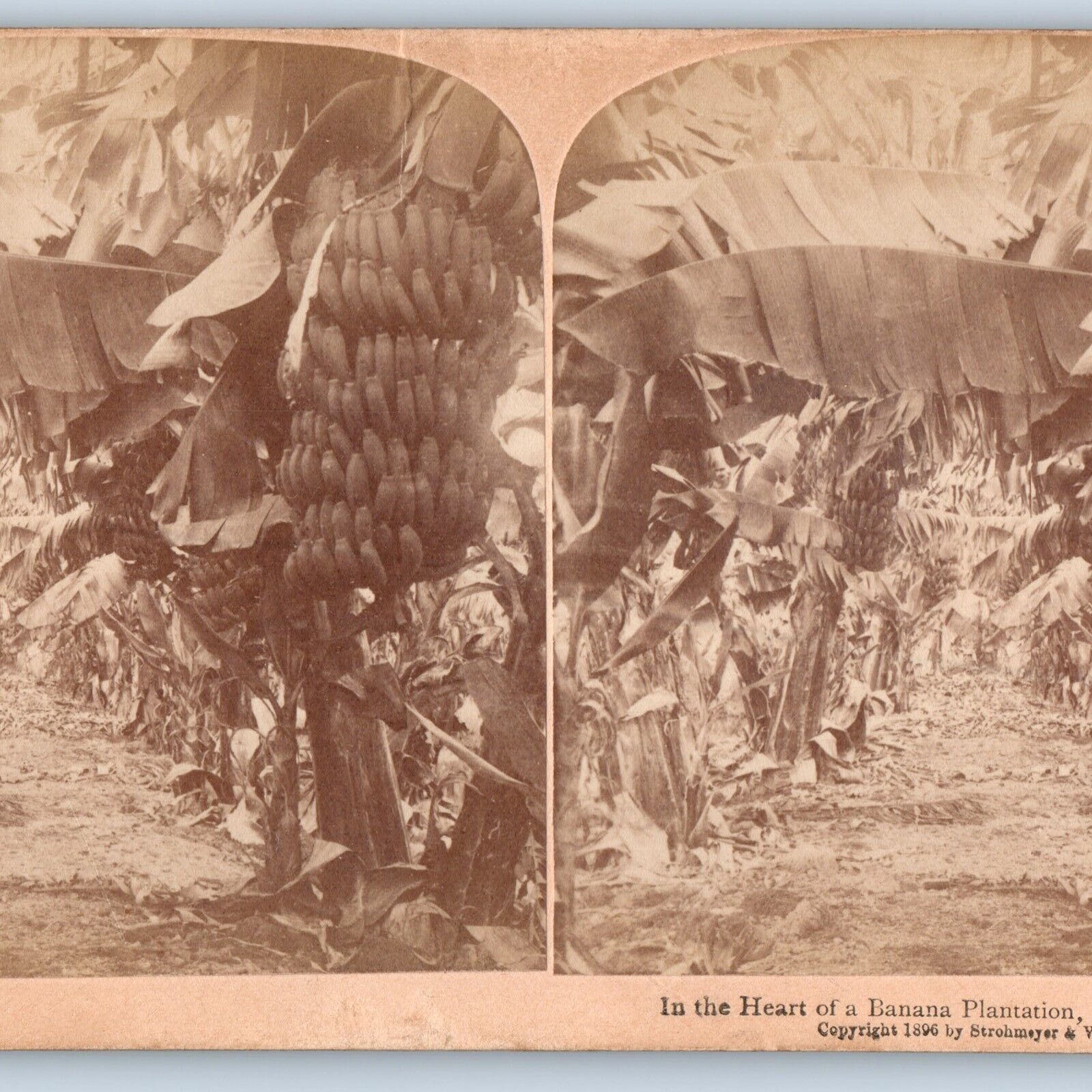 1896 Hawaiian Islands Banana Plantation Farm Nature Stereoview Real Photo HI V30
