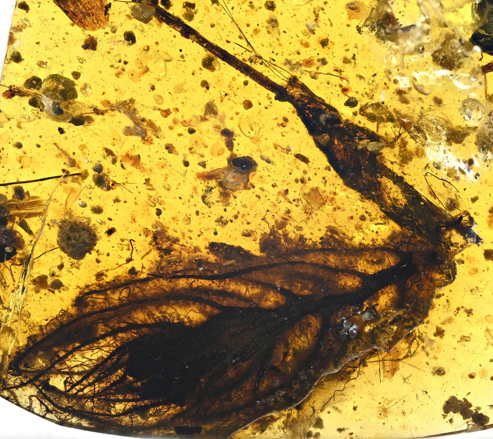 Large Blooming Flower, Fossil inclusion in Burmese Amber